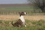 BULL TERRIER MINIATURE 334